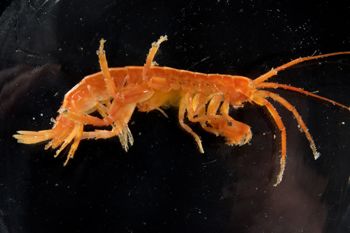 Media type: image;   Invertebrate Zoology 140276